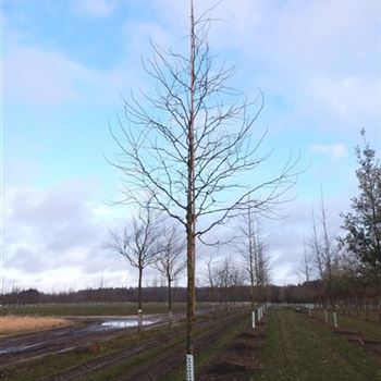 GTSK_Sol_Baum_5xv_200-300x25-30x500-700_R-548_08_03_16_wr_42433.JPG