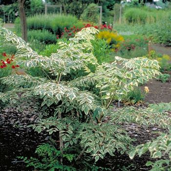 Aralia_elata_Variegata_2001_1591_q.jpg