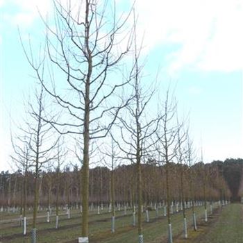 ACA_Sol_baum_4xv_150-200x25-30x400-500_R_336_09_03_2016_wr_42465.JPG