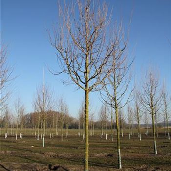 ACA_Sol_baum_5xv_200-300x25-30x400-500_R-511_17_03_2016_wr_42466.JPG