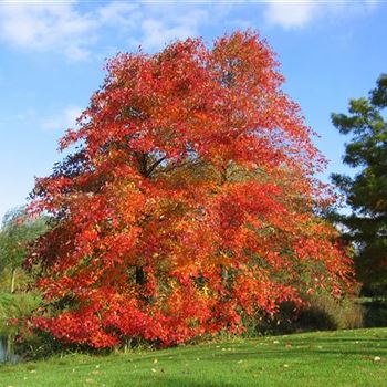 NSY_Sol_Herbstlaub_Buerogarten_RO_17_10_08_jh_25890.jpg