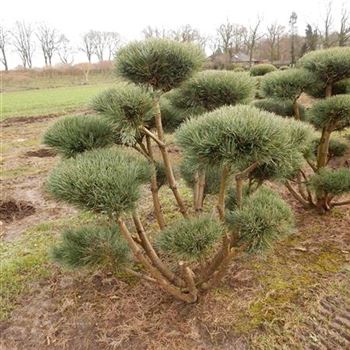 PSWA_Bonsai-Form_7xv_150-200x150-175_3_O-607_08_03_17_wr_42454.JPG
