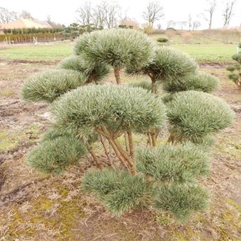 PSWA_Bonsai-Form_7xv_150-200x150-175_2_O-607_08_03_17_wr_42453.JPG