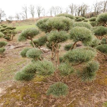 PSWA_Bonsai-Form_7xv_150-200x150-175_1_O-607_08_03_17_wr_42452.JPG