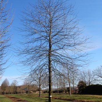 GTIN_Sol_baum_6xv_300-400x70-80x700-900_R-546_31_03_2016_wr_42549.JPG