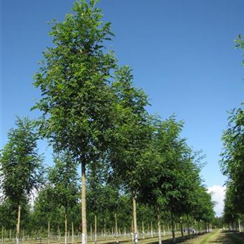 RPNY_Sol_baum_4xv_150-200x20-25x400-500_R-219_10_08_16_jh_42358.jpg