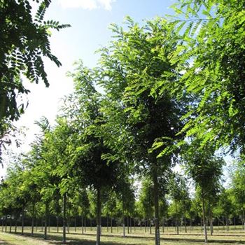 RPNY_Sol_baum_5xv_200-300x25-30x500-700a_R-219_10_08_16_jh_42360.jpg