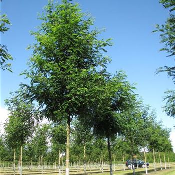 RPNY_Sol_baum_5xv_200-300x25-30x500-700_R-219_10_08_16_jh_42359.jpg