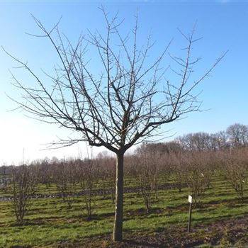 APFSABO_Sol_baum_6xv_200-300x45-50_O-189_11_02_2016_wr_42483.JPG