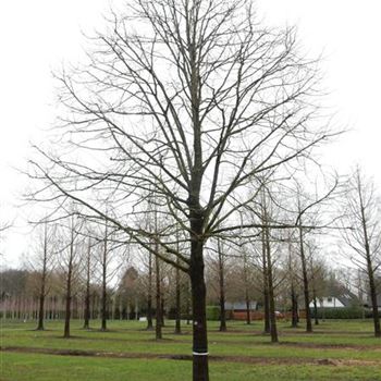 TIN_Sol_baum_8xv_400-600x80-90x900-1200_R-1131_15_02_2016_wr_42751.JPG