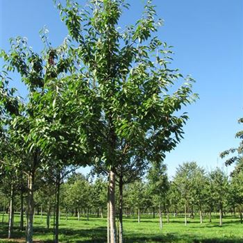 KIRHRI_Sol_baum_5xv_150-200x25-30_R-555_19_08_16_jh_42216.jpg