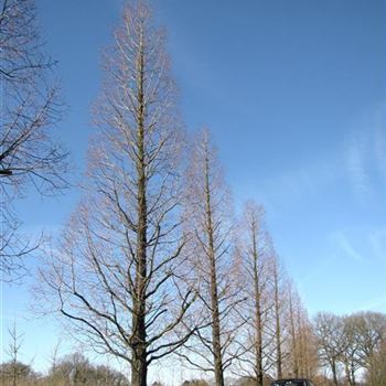 MGL_Sol_baum_7xv_120-140a_R-1048_01_04_16_jh_42229.jpg