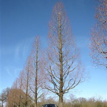 MGL_Sol_baum_7xv_120-140_R-1048_01_04_16_jh_42228.jpg