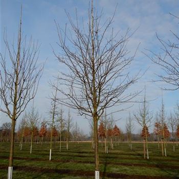 PSA_Sol_baum_5xv_200-300x35-40x400-500_R-537_30_03_2016_wr_42645.JPG