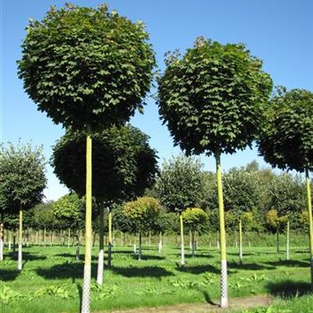 APGL_Sol_baum_4xv_100-150x25-30_STH300a_R-1013_24_08_16_jh_42092.jpg