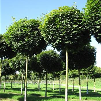 APGL_Sol_baum_4xv_100-150x25-30_STH300_R-1013_24_08_16_jh_42091.jpg