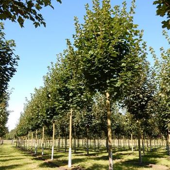 APCL_Sol_Baum_5xv_200-300x25-30x500-700_R-509_09_09_15_kd_40939.JPG