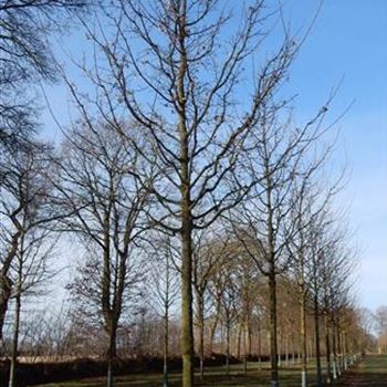 ACEL_Sol_baum_5xv_200-300x30-35x400-500_R-405_09_03_2016_wr_42468.JPG
