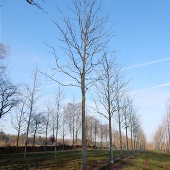 LTU_Sol_baum_5xv_200-300x35-40x500-700_R-1021_09_03_2016_wr_42566.JPG