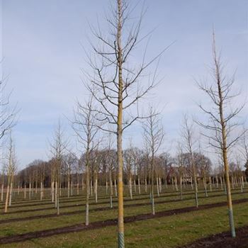 URSAGO_Sol_baum_4xv_150-200x30-35x500-700_R-1063_30_03_2016_wr_42761.JPG