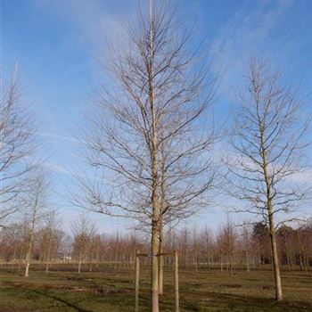 URSAGO_Sol_baum_7xv_300-400x50-60x700-900_R-522_09_03_2016_wr_42762.JPG
