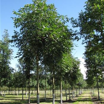 FAAPU_Sol_baum_4xv_150-200x20-25x400-500_R-242_10_08_16_jh_42153.jpg