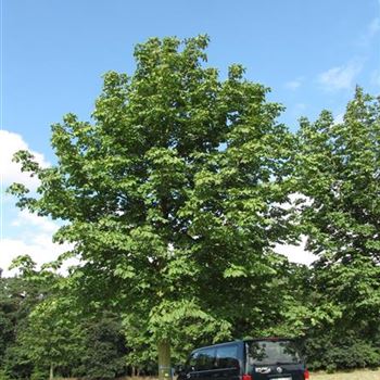 AHI_Sol_baum_7xv_400-600x80-90x700-900_R-541_15_08_16_jh_42067.jpg