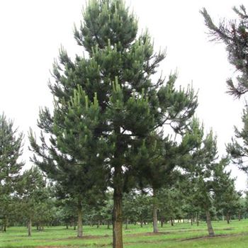 PNNI_Sol_baum_6xv_200-300x60-70a_G-301_17_06_16_jh_42287.jpg