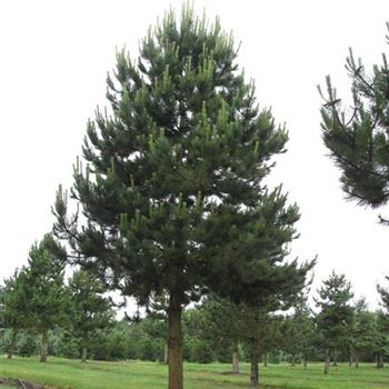 PNNI_Sol_baum_6xv_200-300x60-70_G-301_17_06_16_jh_42286.jpg