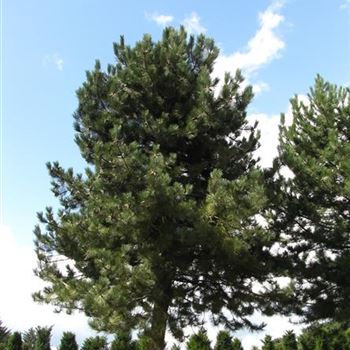 PNNI_Sol_baum_8xv_400-600x100-120b_UWGH_10_08_16_jh_42290.jpg