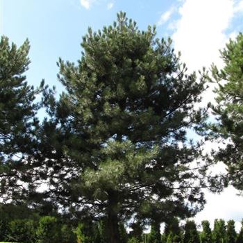 PNNI_Sol_baum_8xv_400-600x100-120_UWGH_10_08_16_jh_42288.jpg