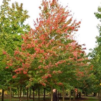ARRSU_Sol_Baum_6xv_300-400x50-60x700-700_BARH_27_08_15_kd_40942.jpg