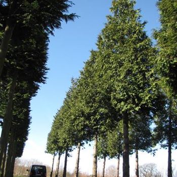 TPEX_Sol_baum_7xv_200-300x80-90x700-900_STH350-400_O-260_01_04_16_jh_42407.jpg