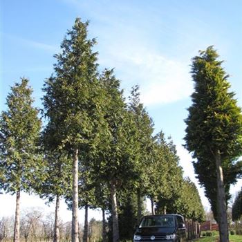 TPEX_Sol_baum_7xv_200-300x80-90x700-900_STH350-400a_O-260_01_04_16_jh_42408.jpg