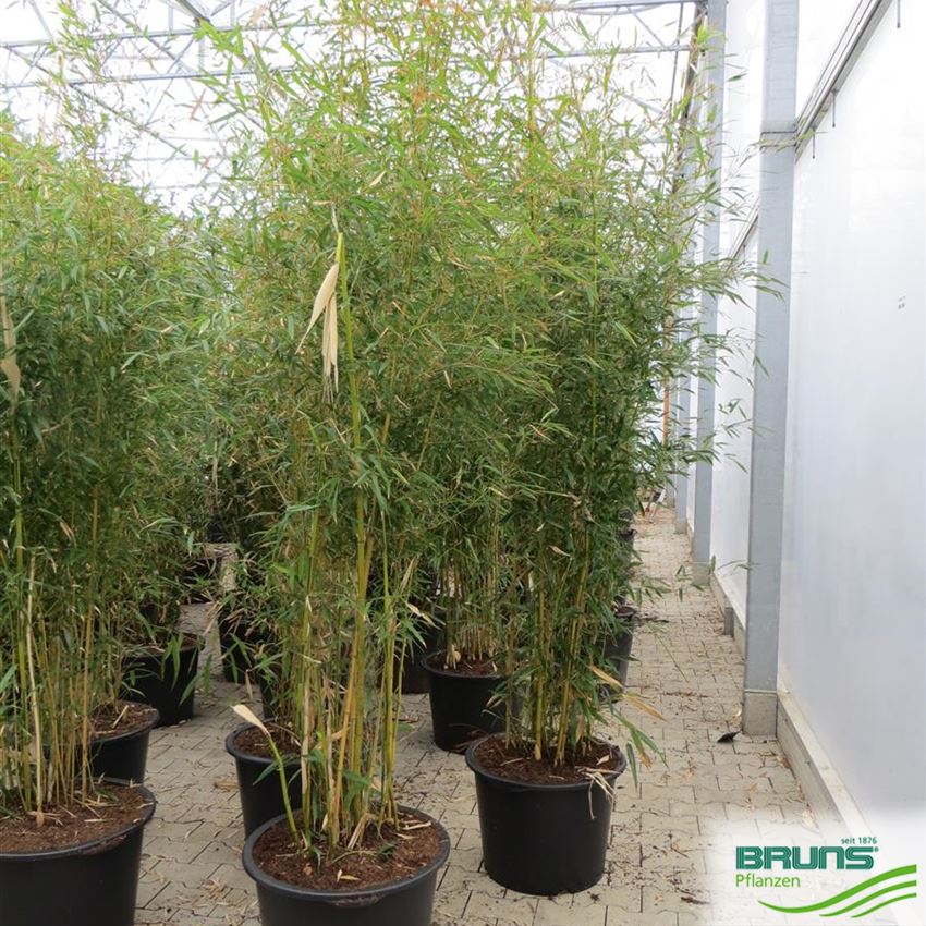 Phyllostachys aureos. 'Spectabilis' von Bruns Pflanzen