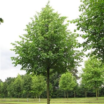 TIPA_Sol_baum_5xv_200-300x40-45x500-700_R-408_17_06_16_jh_42394.jpg