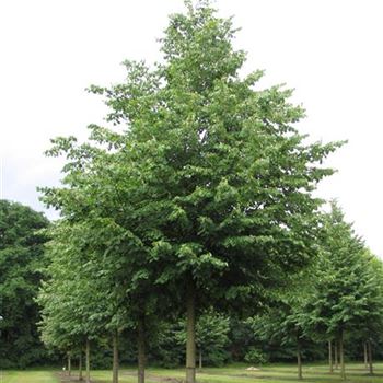 TIPA_Sol_baum_6xv_300-400x45-50x500-700_R-520_17_06_16_jh_42395.jpg