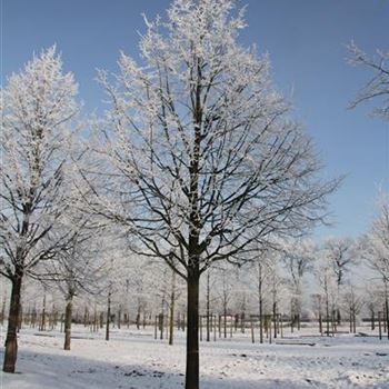 TIPA_Sol_baum_6xv_300-400x50-60x500-700_R-2_22_01_2016_wr_42752.JPG