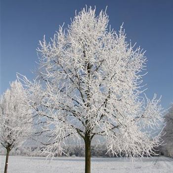 TIPA_Sol_baum_7xv_300-400x60-70x700-800_R-1100_22_01_2016_wr_42753.JPG