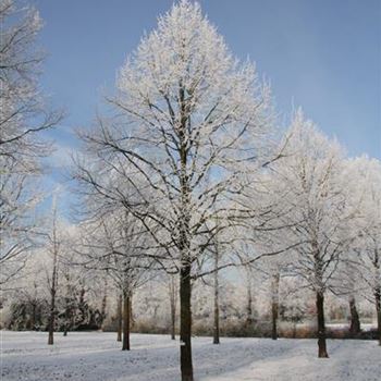 TIPA_Sol_baum_8xv_400-600x70-80x900-1200_R-1130_22_01_2016_wr_42754.JPG