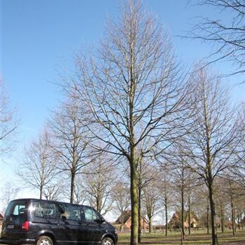 TIPA_Sol_baum_8xv_400-600x80-90x900-1200_R-8_01_04_16_jh_42397.jpg