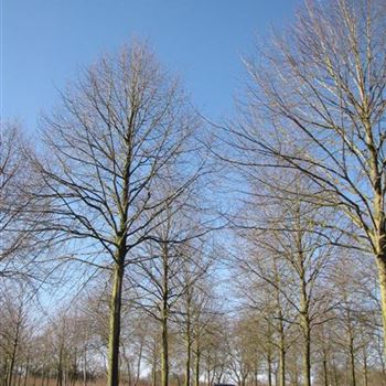 TIPA_Sol_baum_8xv_400-600x80-90x900-1200_STH350-400a_R-6_01_04_16_jh_42399.jpg