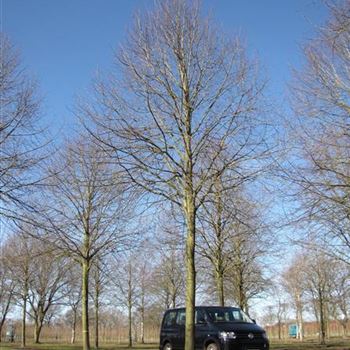 TIPA_Sol_baum_8xv_400-600x80-90x900-1200_STH350-400_R-6_01_04_16_jh_42398.jpg
