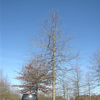 QPA_Sol_baum_8xv_400-600x80-90x900-1200a_G-800_01_04_16_jh_42346.jpg