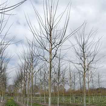 SJRE_Sol_baum_4xv_150-200x25-30x400-500_R-212_19_04_16_jh_42366.jpg