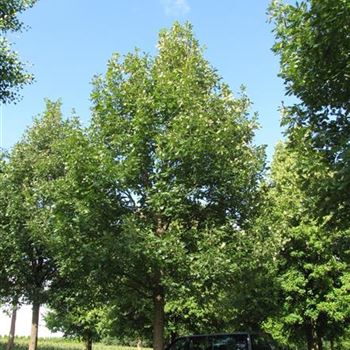 QFR_Sol_baum_8xv_400-600x80-90x900-1200a_R-1130_15_08_16_jh_42340.jpg