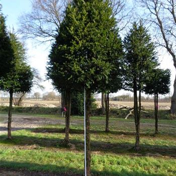TBA_Sol_baum_6xv_150-200x30-35_G-1553_05_02_2016_wr_42731.JPG