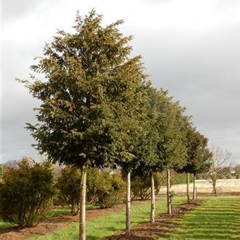 TBA_Sol_baum_6xv_150-200x35-40_O-735_23_02_2016_wr_42732.JPG