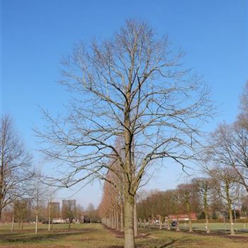 TANO_Sol_baum_8xv_400-600x100-120x900-1200_R-900_29_02_2016_wr_42712.JPG