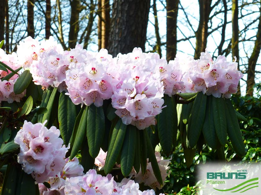 Rhododendron calophytum von Bruns Pflanzen